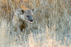 Spotted Hyena (Crocuta crocuta), an adult standing among vegetation, Mpumalanga, South Africa Spotted Hyena (Crocuta crocuta), an adult standing among vegetation, Mpumalanga, South Africa